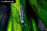 otocinclus macrospilus otocinclus macrospilus