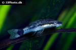 otocinclus macrospilus otocinclus macrospilus