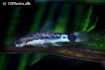 otocinclus macrospilus otocinclus macrospilus