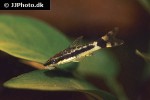 otocinclus macrospilus otocinclus macrospilus
