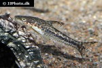 otocinclus mimulus otocinclus mimulus