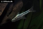 otocinclus mimulus otocinclus mimulus