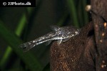 otocinclus mimulus otocinclus mimulus