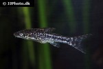 otocinclus mimulus otocinclus mimulus