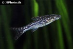 otocinclus mimulus otocinclus mimulus