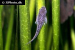 otocinclus mimulus otocinclus mimulus