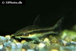 otocinclus species otocinclus species