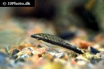 otocinclus vestitus otocinclus vestitus