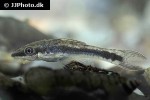 otocinclus vestitus otocinclus vestitus