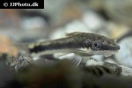 otocinclus vestitus otocinclus vestitus