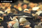 otocinclus vittatus otocinclus vittatus