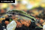 otocinclus vittatus otocinclus vittatus