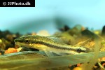 otocinclus vittatus otocinclus vittatus