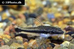 otocinclus vittatus otocinclus vittatus