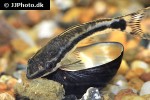 otocinclus vittatus otocinclus vittatus