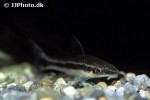 otocinclus vittatus otocinclus vittatus