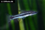 otocinclus vittatus otocinclus vittatus