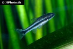 otocinclus vittatus otocinclus vittatus