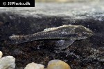 otothyropsis piribebuy otothyropsis piribebuy