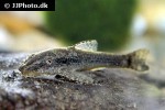 otothyropsis piribebuy otothyropsis piribebuy