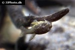otothyropsis piribebuy otothyropsis piribebuy