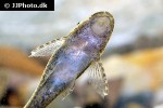 otothyropsis piribebuy otothyropsis piribebuy