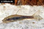 otothyropsis piribebuy otothyropsis piribebuy