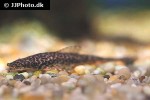 oxyropsis acutirostra oxyropsis acutirostra