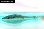 oxyropsis acutirostra oxyropsis acutirostra