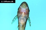 oxyropsis acutirostra oxyropsis acutirostra