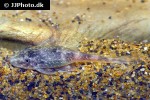 parotocinclus bahiensis parotocinclus bahiensis
