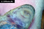 parotocinclus bahiensis parotocinclus bahiensis