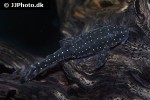 parotocinclus haroldoi parotocinclus haroldoi