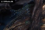 parotocinclus haroldoi parotocinclus haroldoi
