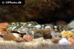 parotocinclus jumbo parotocinclus jumbo