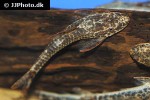 parotocinclus maculicauda parotocinclus maculicauda