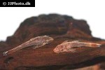 parotocinclus maculicauda parotocinclus maculicauda