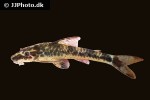 parotocinclus maculicauda parotocinclus maculicauda