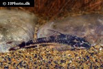 parotocinclus maculicauda parotocinclus maculicauda