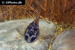parotocinclus maculicauda parotocinclus maculicauda
