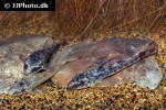 parotocinclus maculicauda parotocinclus maculicauda