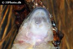 parotocinclus maculicauda parotocinclus maculicauda