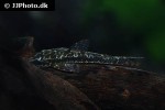 parotocinclus maculicauda parotocinclus maculicauda