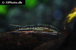 parotocinclus maculicauda parotocinclus maculicauda