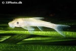 parotocinclus species brazil parotocinclus species brazil