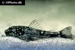 parotocinclus spilosoma parotocinclus spilosoma