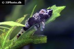 rhinotocinclus isabelae rhinotocinclus isabelae