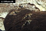 rhinotocinclus isabelae rhinotocinclus isabelae
