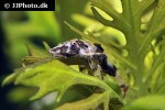 rhinotocinclus isabelae rhinotocinclus isabelae