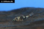 rhinotocinclus isabelae rhinotocinclus isabelae